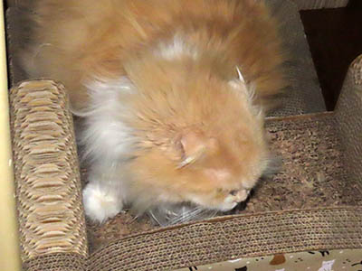 占い メール鑑定 ミーコ