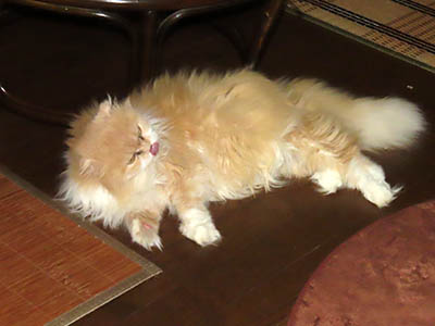 占い メール鑑定 ミーコ