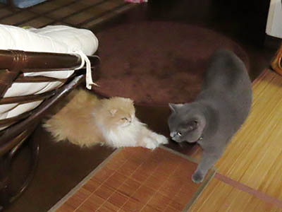 占い メール鑑定 ミーコ