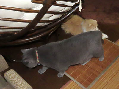 占い メール鑑定 ミーコ