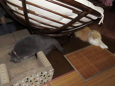 占い メール鑑定 ミーコ