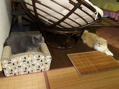 占い メール鑑定 ミーコ