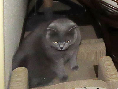 占い メール鑑定 ミーコ