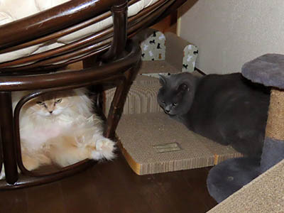 占い メール鑑定 ミーコ