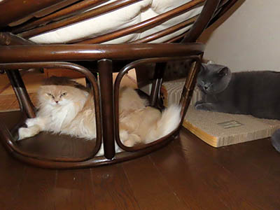 占い メール鑑定 ミーコ