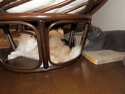 占い メール鑑定 ミーコ