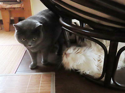 占い メール鑑定 ミーコ