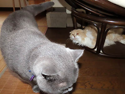 占い メール鑑定 ミーコ