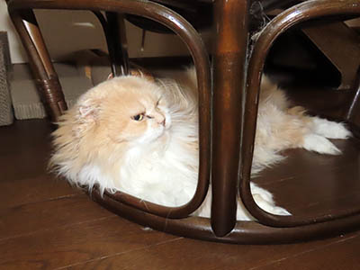 占い メール鑑定 ミーコ