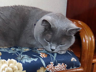 占い メール鑑定 ミーコ