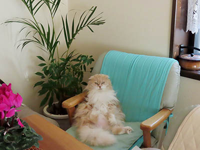 占い メール鑑定 ミーコ