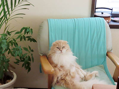 占い メール鑑定 ミーコ