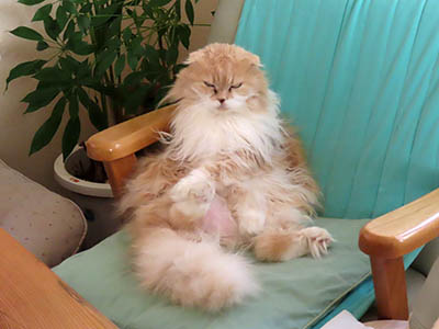 占い メール鑑定 ミーコ