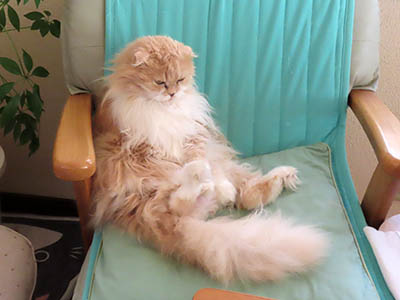 占い メール鑑定 ミーコ