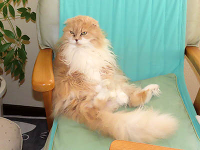 占い メール鑑定 ミーコ