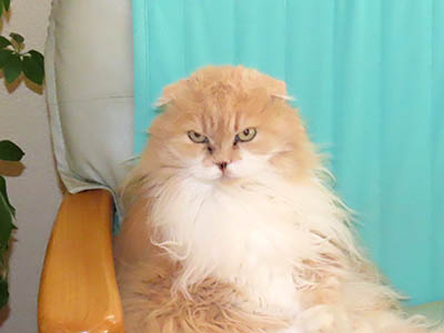 占い メール鑑定 ミーコ