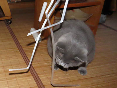 占い メール鑑定 ミーコ