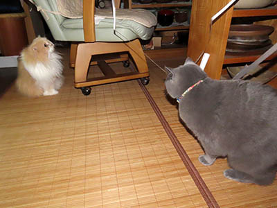 占い メール鑑定 ミーコ