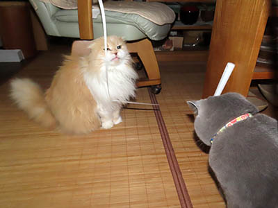 占い メール鑑定 ミーコ