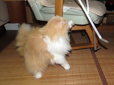 占い メール鑑定 ミーコ