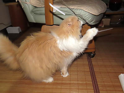 占い メール鑑定 ミーコ