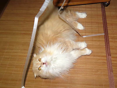 占い メール鑑定 ミーコ