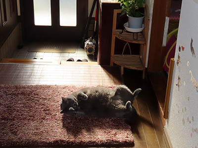 占い メール鑑定 ミーコ