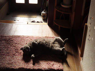 占い メール鑑定 ミーコ