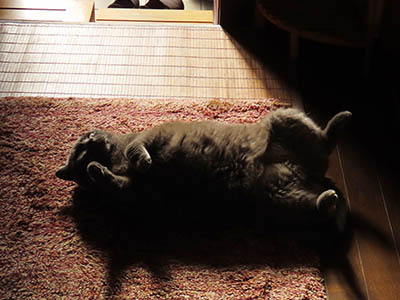 占い メール鑑定 ミーコ