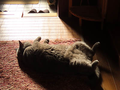 占い メール鑑定 ミーコ