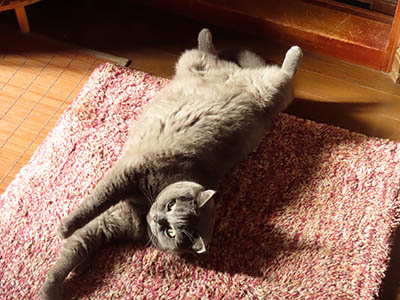 占い メール鑑定 ミーコ