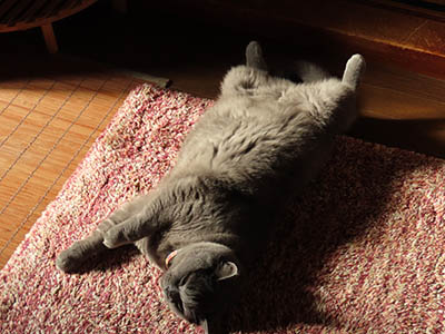 占い メール鑑定 ミーコ