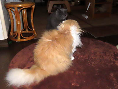 占い メール鑑定 ミーコ