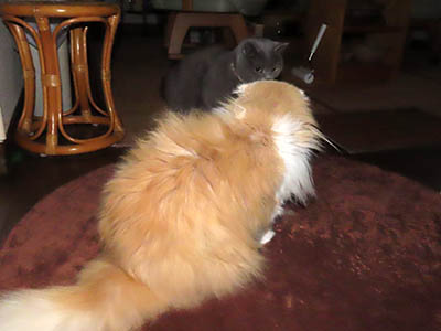 占い メール鑑定 ミーコ