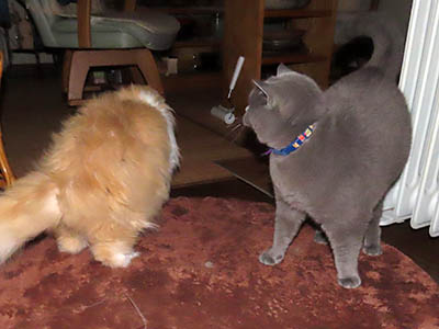 占い メール鑑定 ミーコ