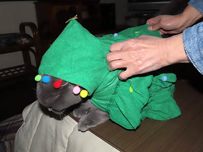 占い メール鑑定 ミーコ