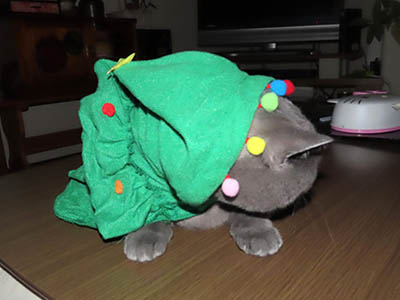 占い メール鑑定 ミーコ