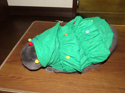 占い メール鑑定 ミーコ