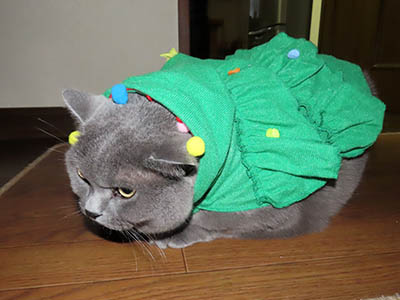 占い メール鑑定 ミーコ