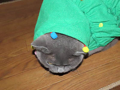 占い メール鑑定 ミーコ