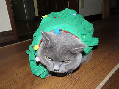 占い メール鑑定 ミーコ