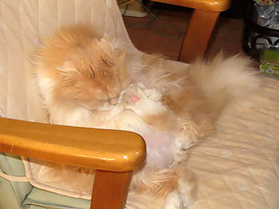 占い メール鑑定 ミーコ