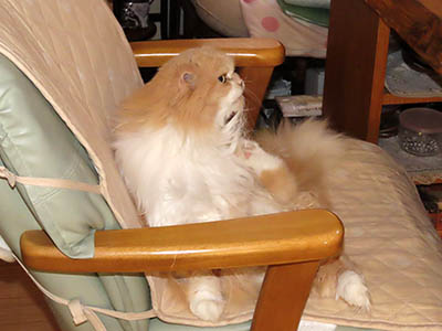 占い メール鑑定 ミーコ