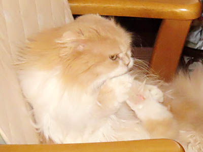 占い メール鑑定 ミーコ