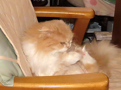 占い メール鑑定 ミーコ