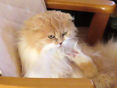 占い メール鑑定 ミーコ