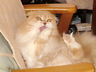 占い メール鑑定 ミーコ