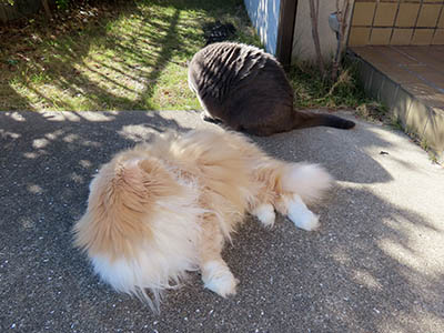 占い メール鑑定 ミーコ