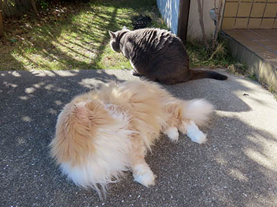 占い メール鑑定 ミーコ