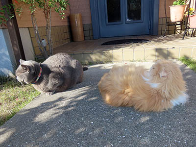 占い メール鑑定 ミーコ